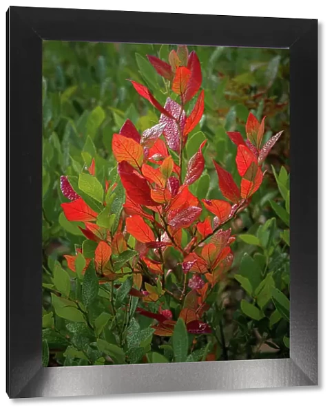USA, New Jersey, Pine Barrens National Preserve. Close-up of autumn foliage