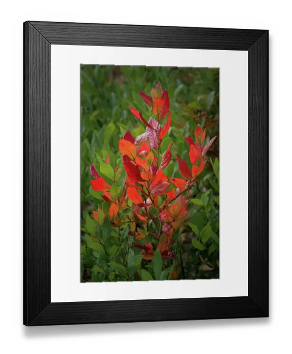 Framed Print : USA, New Jersey, Pine Barrens National Preserve. Close-up of autumn foliage Framed Print : USA, New Jersey, Pine Barrens National Preserve. Close-up of autumn foliage