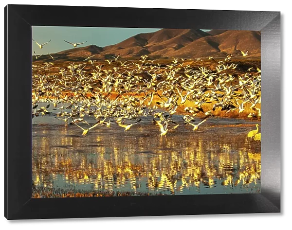 USA, New Mexico, Bosque Del Apache National Wildlife Refuge. Snow geese taking flight from water