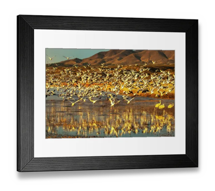 Framed Print : USA, New Mexico, Bosque Del Apache National Wildlife Refuge. Snow geese taking flight from water