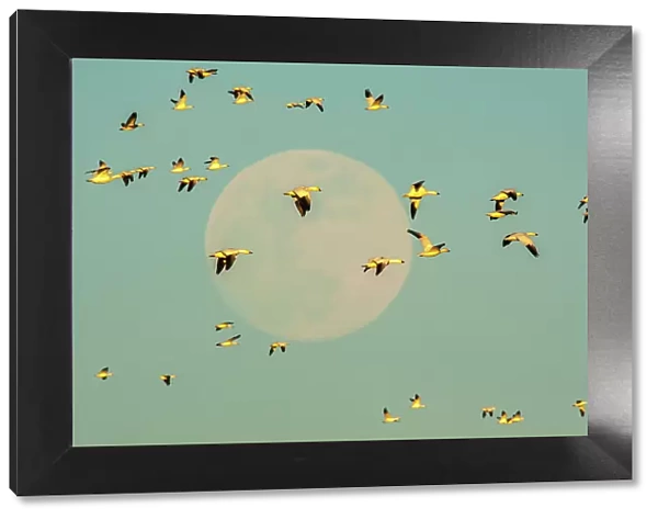 USA, New Mexico, Bosque Del Apache National Wildlife Refuge. Snow geese in flight past full moon