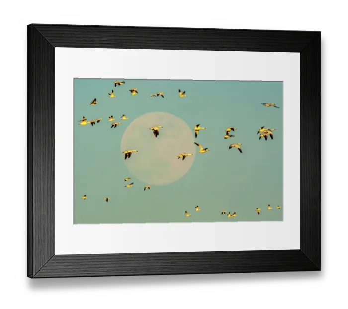 Framed Print : USA, New Mexico, Bosque Del Apache National Wildlife Refuge. Snow geese in flight past full moon Framed Print : USA, New Mexico, Bosque Del Apache National Wildlife Refuge. Snow geese in flight past full moon