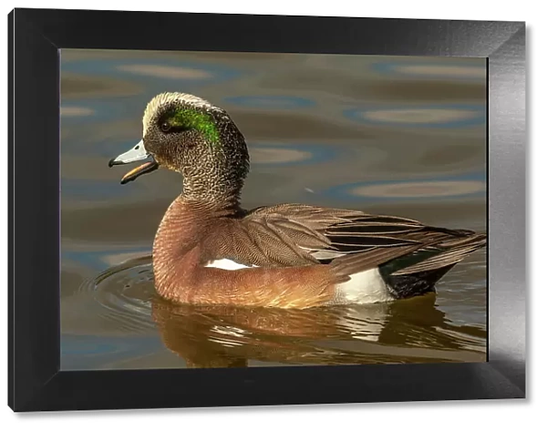 USA, New Mexico, Socorro County. Close-up of American wigeon drake in water