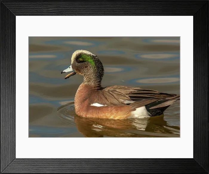 Framed Print : USA, New Mexico, Socorro County. Close-up of American wigeon drake in water Framed Print : USA, New Mexico, Socorro County. Close-up of American wigeon drake in water