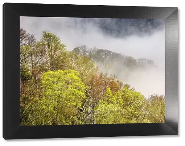 Mist rising from tapestry of blooming trees in spring, Great Smoky Mountains National Park, North Carolina