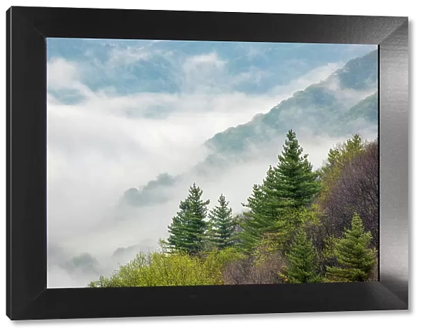 Morning spring view of Oconaluftee Valley with rising mist, Great Smoky Mountains National Park, North Carolina