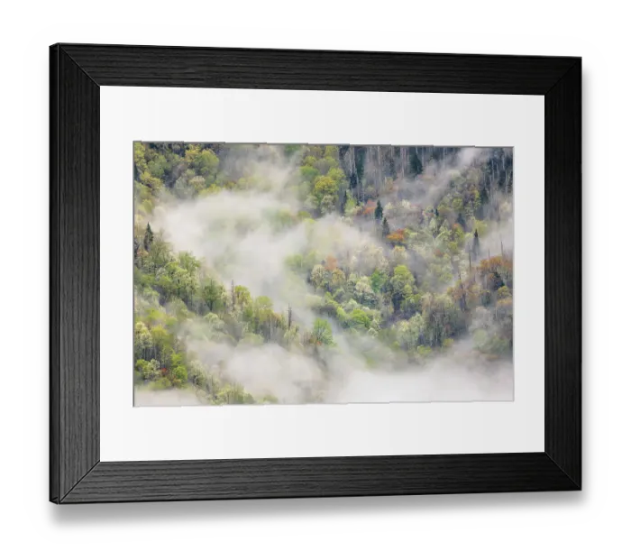 Framed Print : Mist rising from tapestry of blooming trees in spring, Great Smoky Mountains National Park, North Carolina