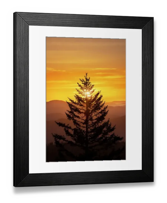 Framed Print : Tree silhouetted at sunrise, Great Smoky Mountains National Park, North Carolina