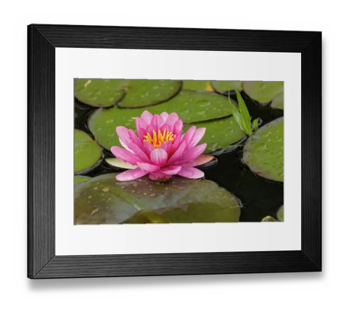 Framed Print : Pink and white hybrid water lily, North Carolina Framed Print : Pink and white hybrid water lily, North Carolina