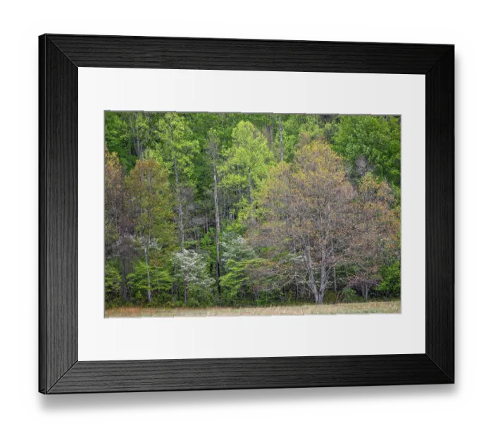 Framed Print : Forest in early spring bloom, historic Cataloochee Valley, Great Smoky Mountains National Park, North Carolina Framed Print : Forest in early spring bloom, historic Cataloochee Valley, Great Smoky Mountains National Park, North Carolina