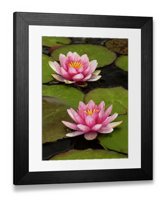 Framed Print : Pink and white hybrid water lily, North Carolina Framed Print : Pink and white hybrid water lily, North Carolina