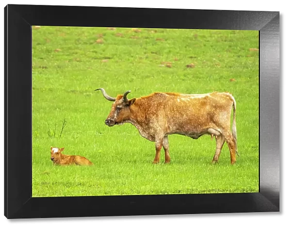 USA, Oklahoma, Wichita Mountains National Wildlife Refuge. Longhorn cow with calf