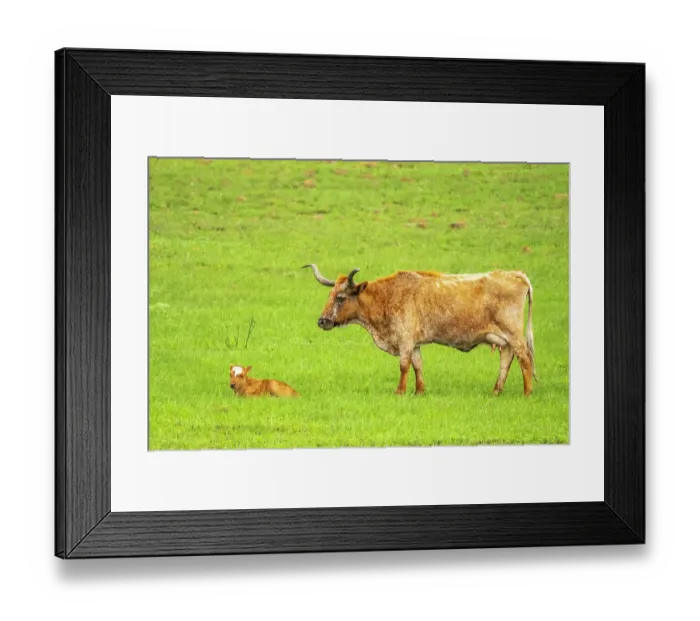 Framed Print : USA, Oklahoma, Wichita Mountains National Wildlife Refuge. Longhorn cow with calf Framed Print : USA, Oklahoma, Wichita Mountains National Wildlife Refuge. Longhorn cow with calf
