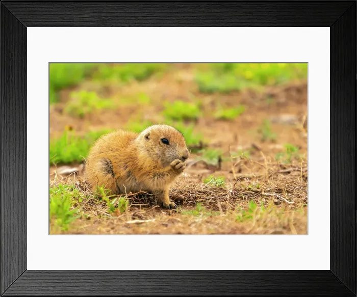 Framed Print : USA, Oklahoma, Wichita Mountains National Wildlife Refuge. Baby prairie dog feeding
