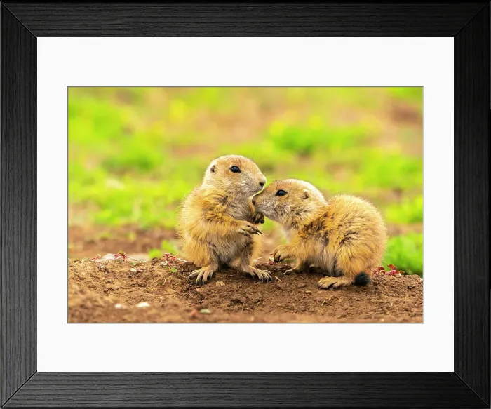 Framed Print : USA, Oklahoma, Wichita Mountains National Wildlife Refuge. Baby prairie dogs greeting Framed Print : USA, Oklahoma, Wichita Mountains National Wildlife Refuge. Baby prairie dogs greeting
