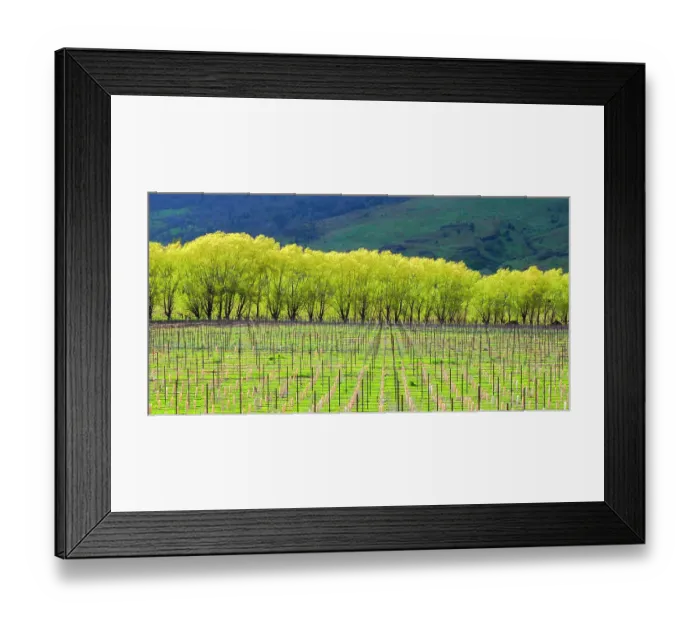 Framed Print : New orchard planted with new trees and a backdrop of trees Framed Print : New orchard planted with new trees and a backdrop of trees