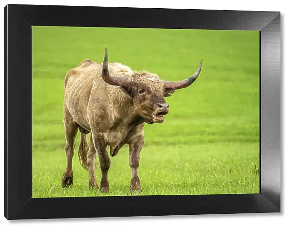 USA, Oklahoma, Wichita Mountains National Wildlife Refuge. Longhorn bull bellowing