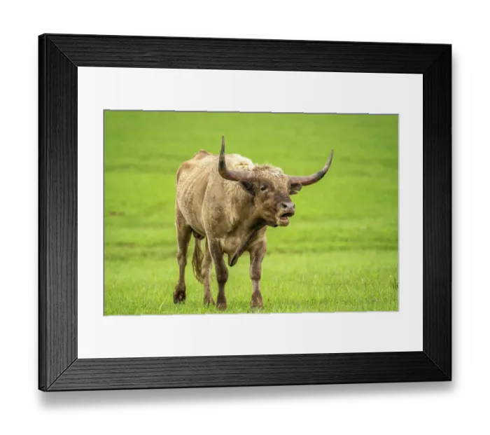 Framed Print : USA, Oklahoma, Wichita Mountains National Wildlife Refuge. Longhorn bull bellowing Framed Print : USA, Oklahoma, Wichita Mountains National Wildlife Refuge. Longhorn bull bellowing
