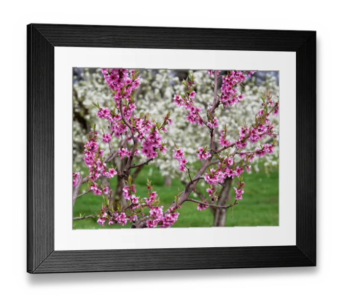 Framed Print : Orchard with fruit trees with pink blossoms in the foreground and trees with white blossoms in the background Framed Print : Orchard with fruit trees with pink blossoms in the foreground and trees with white blossoms in the background