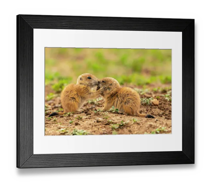Framed Print : USA, Oklahoma, Wichita Mountains National Wildlife Refuge. Baby prairie dogs greeting Framed Print : USA, Oklahoma, Wichita Mountains National Wildlife Refuge. Baby prairie dogs greeting
