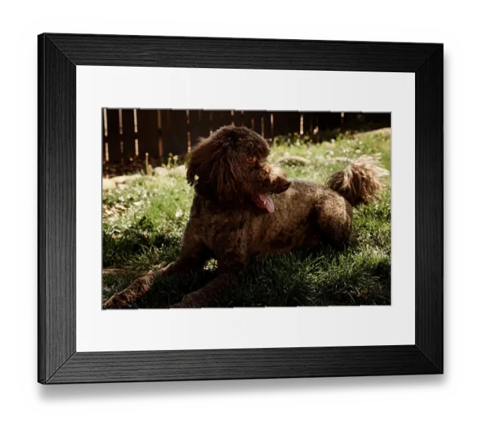 Framed Print : Labradoodle in backyard Framed Print : Labradoodle in backyard