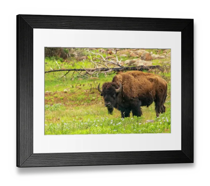Framed Print : USA, Oklahoma, Wichita Mountains National Wildlife Refuge. Bison and flowers in field