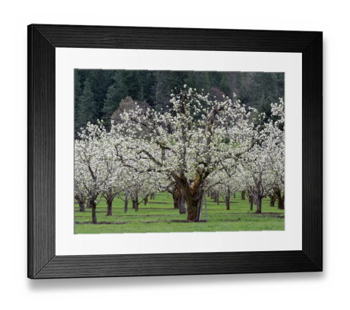 Framed Print : Orchard of fruit trees in full blossom in the spring Framed Print : Orchard of fruit trees in full blossom in the spring
