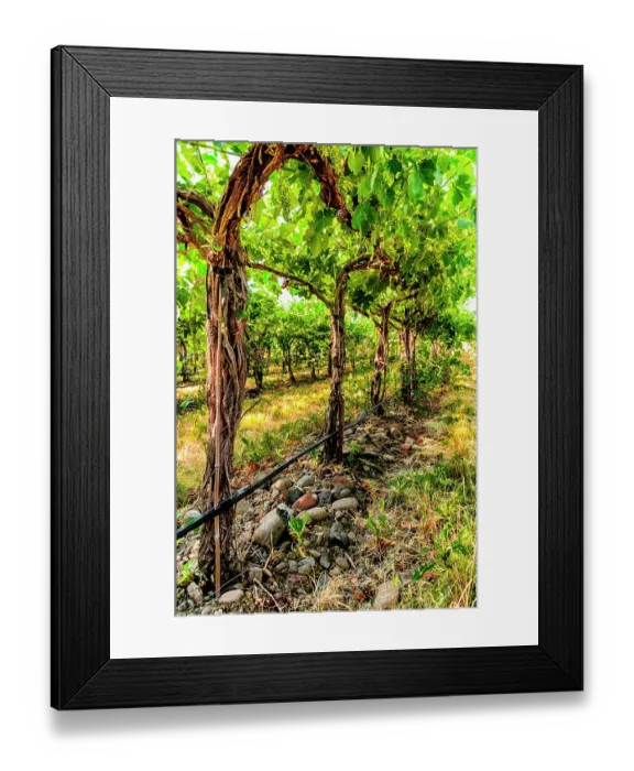 Framed Print : USA, Oregon, Milton-Freewater. Showing the stones characteristic of the Rocks AVA is the Funk Vineyard with the special trellis system known as the Geneva Double Curtain. (Editorial Use Only)