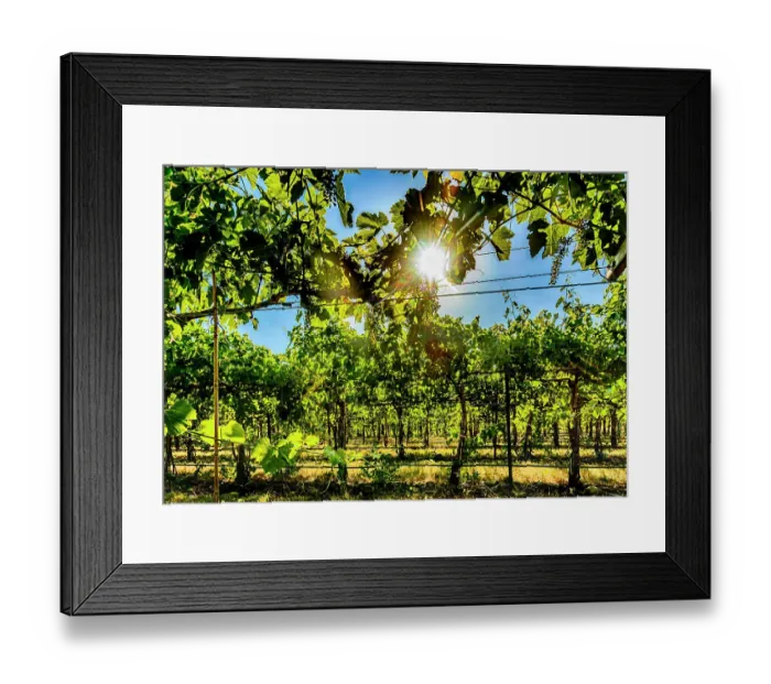 Framed Print : USA, Oregon, Milton-Freewater. Showing the stones characteristic of the Rocks AVA is the Funk Vineyard with the special trellis system known as the Geneva Double Curtain. (Editorial Use Only) Framed Print : USA, Oregon, Milton-Freewater. Showing the stones characteristic of the Rocks AVA is the Funk Vineyard with the special trellis system known as the Geneva Double Curtain. (Editorial Use Only)