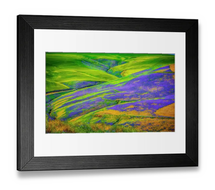 Framed Print : USA, Oregon, Milton-Freewater. A workhorse cover crop, vetch contributes nitrogen or biomass to a vineyard, protects soils from wind and rain, while improving structure and adding nutrients Framed Print : USA, Oregon, Milton-Freewater. A workhorse cover crop, vetch contributes nitrogen or biomass to a vineyard, protects soils from wind and rain, while improving structure and adding nutrients