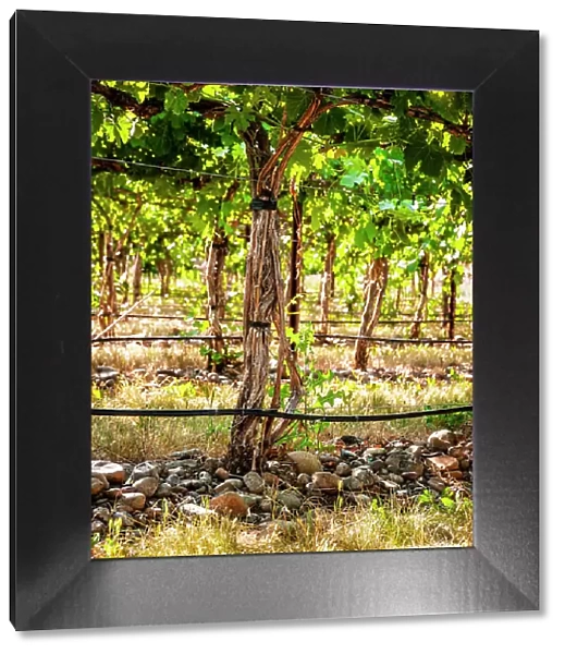 USA, Oregon, Milton-Freewater. Showing the stones characteristic of the Rocks AVA is the Funk Vineyard with the special trellis system known as the Geneva Double Curtain. (Editorial Use Only)