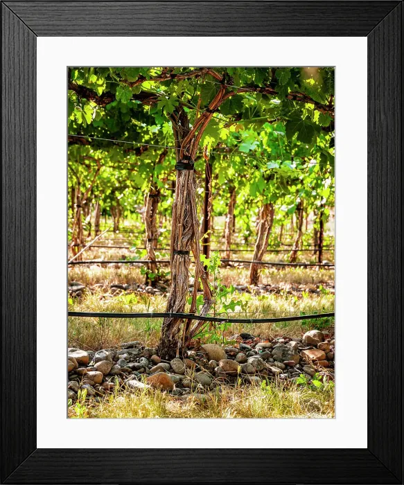 Framed Print : USA, Oregon, Milton-Freewater. Showing the stones characteristic of the Rocks AVA is the Funk Vineyard with the special trellis system known as the Geneva Double Curtain. (Editorial Use Only) Framed Print : USA, Oregon, Milton-Freewater. Showing the stones characteristic of the Rocks AVA is the Funk Vineyard with the special trellis system known as the Geneva Double Curtain. (Editorial Use Only)