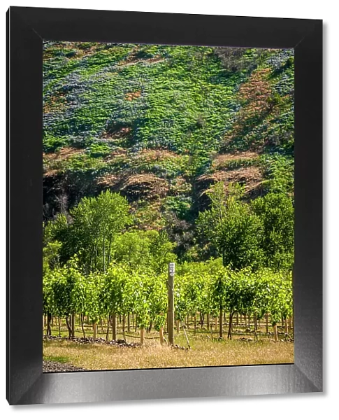 USA, Oregon, Milton-Freewater. Resurgent Vineyard is part of the expanding Rocks district in the Walla Walla AVA. (Editorial Use Only)