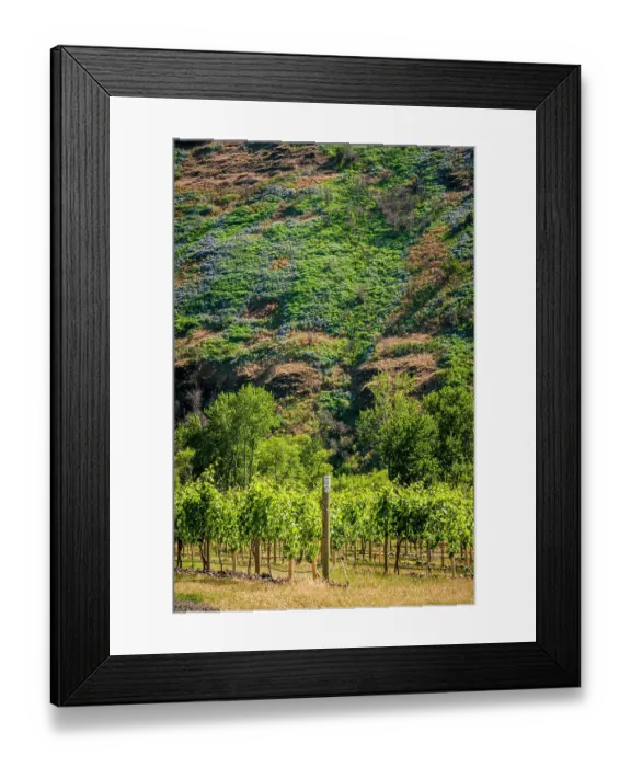 Framed Print : USA, Oregon, Milton-Freewater. Resurgent Vineyard is part of the expanding Rocks district in the Walla Walla AVA. (Editorial Use Only) Framed Print : USA, Oregon, Milton-Freewater. Resurgent Vineyard is part of the expanding Rocks district in the Walla Walla AVA. (Editorial Use Only)