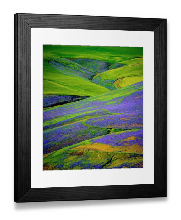 Framed Print : USA, Oregon, Milton-Freewater. A workhorse cover crop, vetch contributes nitrogen or biomass to a vineyard, protects soils from wind and rain, while improving structure and adding nutrients Framed Print : USA, Oregon, Milton-Freewater. A workhorse cover crop, vetch contributes nitrogen or biomass to a vineyard, protects soils from wind and rain, while improving structure and adding nutrients