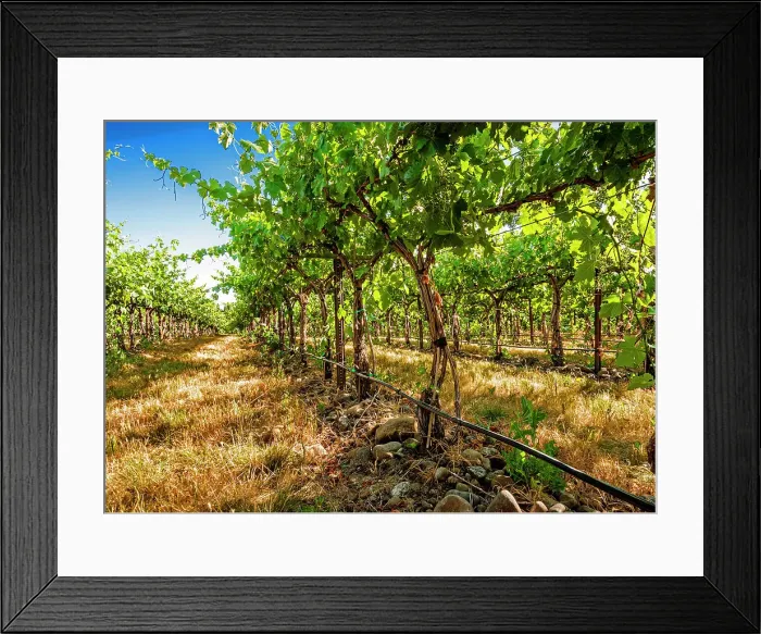 Framed Print : USA, Oregon, Milton-Freewater. Showing the stones characteristic of the Rocks AVA is the Funk Vineyard with the special trellis system known as the Geneva Double Curtain. (Editorial Use Only) Framed Print : USA, Oregon, Milton-Freewater. Showing the stones characteristic of the Rocks AVA is the Funk Vineyard with the special trellis system known as the Geneva Double Curtain. (Editorial Use Only)