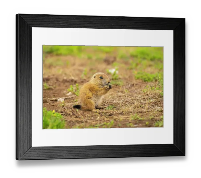Framed Print : USA, Oklahoma, Wichita Mountains National Wildlife Refuge. Baby prairie dog feeding Framed Print : USA, Oklahoma, Wichita Mountains National Wildlife Refuge. Baby prairie dog feeding