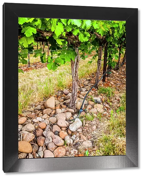 USA, Oregon, Milton-Freewater. Showing the stones characteristic of the Rocks AVA is the Funk Vineyard with the special trellis system known as the Geneva Double Curtain. (Editorial Use Only)