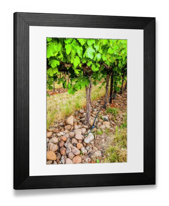 Framed Print : USA, Oregon, Milton-Freewater. Showing the stones characteristic of the Rocks AVA is the Funk Vineyard with the special trellis system known as the Geneva Double Curtain. (Editorial Use Only) Framed Print : USA, Oregon, Milton-Freewater. Showing the stones characteristic of the Rocks AVA is the Funk Vineyard with the special trellis system known as the Geneva Double Curtain. (Editorial Use Only)