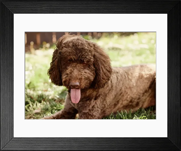 Framed Print : Labradoodle in backyard