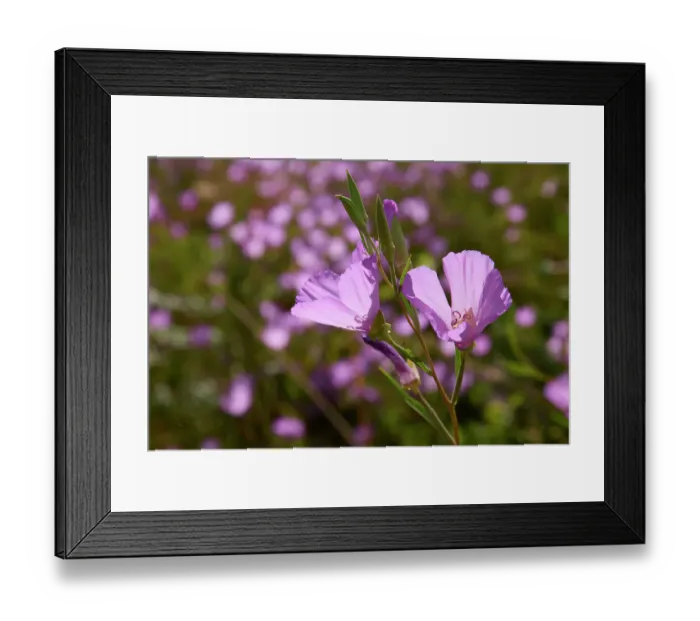 Framed Print : Herald-of-summer on the oak savanna