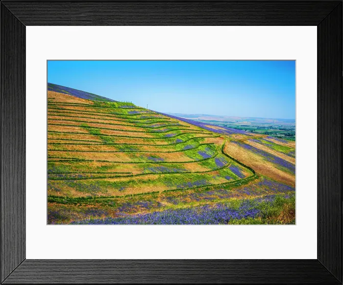 Framed Print : USA, Oregon, Milton-Freewater. A workhorse cover crop, vetch contributes nitrogen or biomass to a vineyard, protects soils from wind and rain, while improving structure and adding nutrients Framed Print : USA, Oregon, Milton-Freewater. A workhorse cover crop, vetch contributes nitrogen or biomass to a vineyard, protects soils from wind and rain, while improving structure and adding nutrients