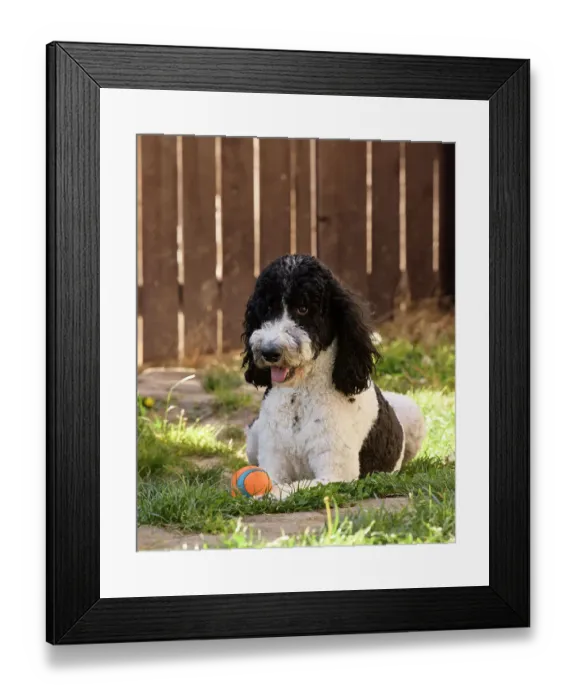 Framed Print : Poodle playing ball in backyard