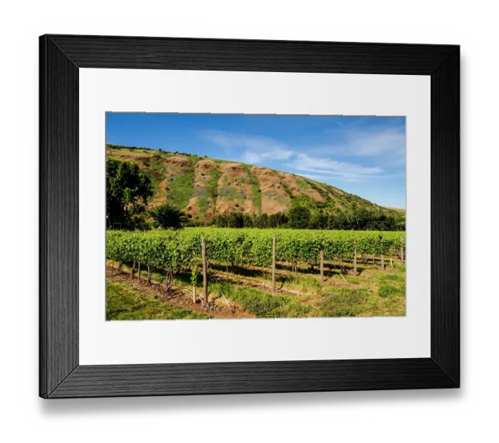 Framed Print : USA, Oregon, Milton-Freewater. Resurgent Vineyard is part of the expanding Rocks district in the Walla Walla AVA. (Editorial Use Only) Framed Print : USA, Oregon, Milton-Freewater. Resurgent Vineyard is part of the expanding Rocks district in the Walla Walla AVA. (Editorial Use Only)