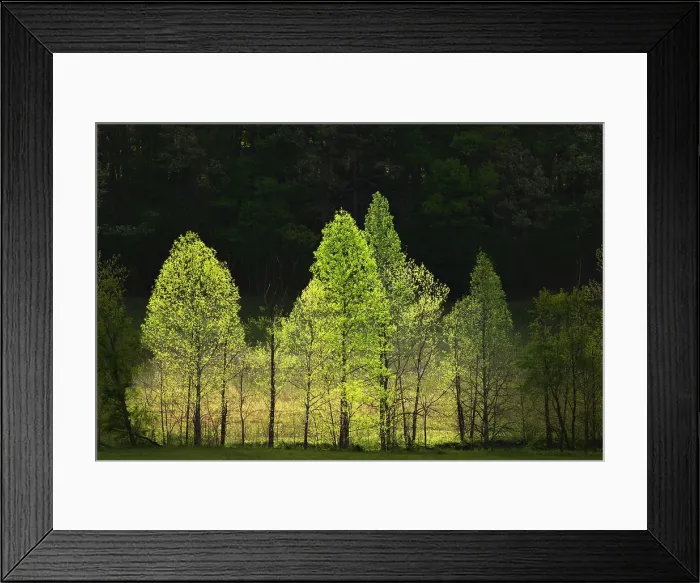 Framed Print : Morning view of backlit row of trees, Cades Cove, Great Smoky Mountains National Park, Tennessee