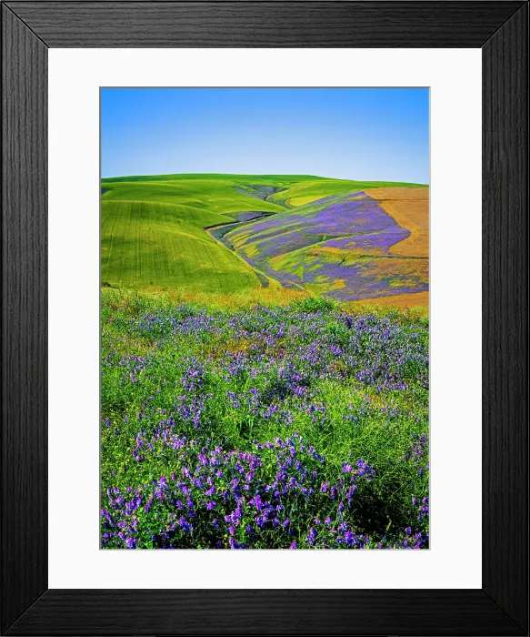 Framed Print : USA, Oregon, Milton-Freewater. A workhorse cover crop, vetch contributes nitrogen or biomass to a vineyard, protects soils from wind and rain, while improving structure and adding nutrients Framed Print : USA, Oregon, Milton-Freewater. A workhorse cover crop, vetch contributes nitrogen or biomass to a vineyard, protects soils from wind and rain, while improving structure and adding nutrients