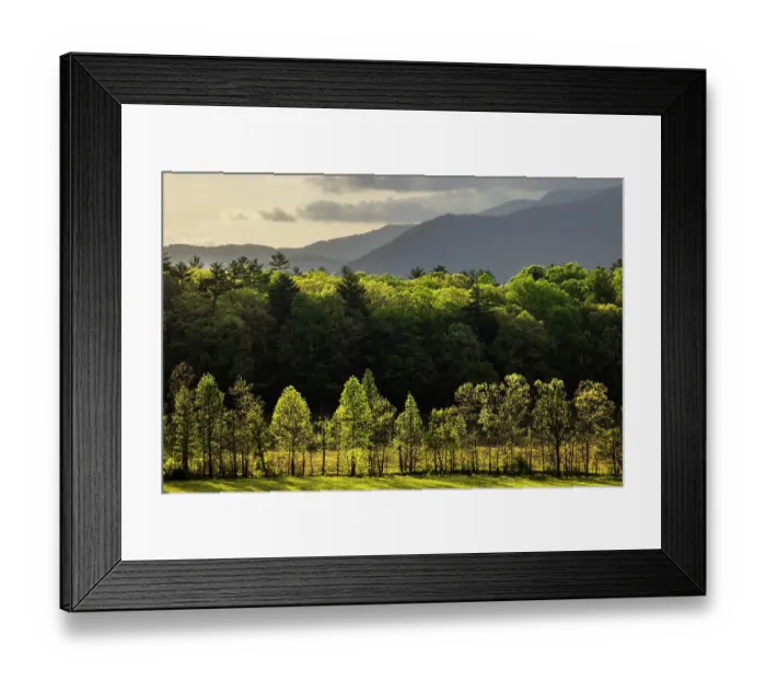 Framed Print : Morning view of backlit row of trees, Cades Cove, Great Smoky Mountains National Park, Tennessee Framed Print : Morning view of backlit row of trees, Cades Cove, Great Smoky Mountains National Park, Tennessee