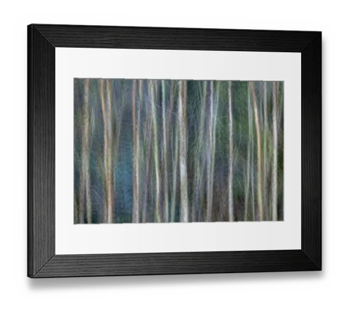 Framed Print : Abstract view of tree trunks, Great Smoky Mountains National Park, Tennessee Framed Print : Abstract view of tree trunks, Great Smoky Mountains National Park, Tennessee