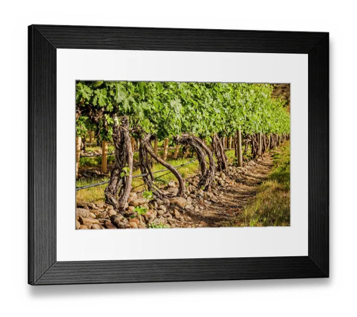 Framed Print : USA, Oregon, Milton-Freewater. Signature river rocks dot the Resurgent Vineyard in the Walla Walla AVA. (Editorial Use Only)