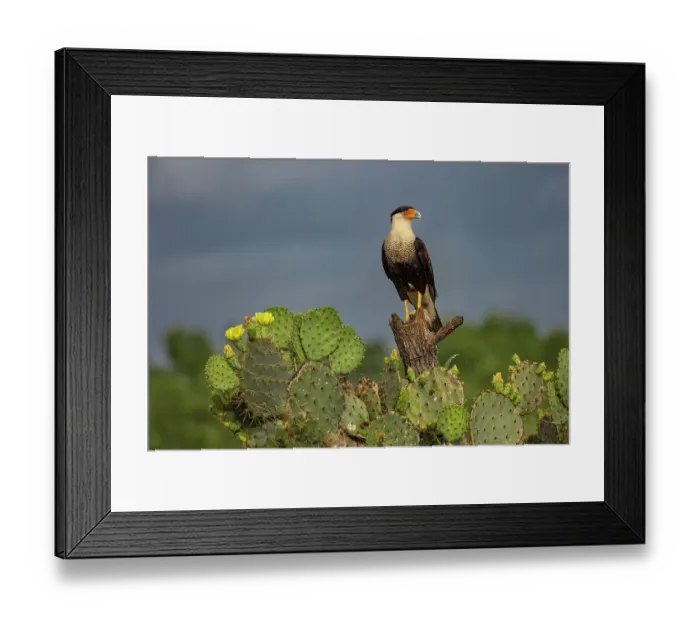 Framed Print : Crested caracara perched, Rio Grande Valley, Texas Framed Print : Crested caracara perched, Rio Grande Valley, Texas